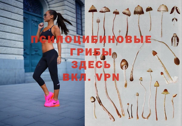 ПСИЛОЦИБИНОВЫЕ ГРИБЫ Абаза